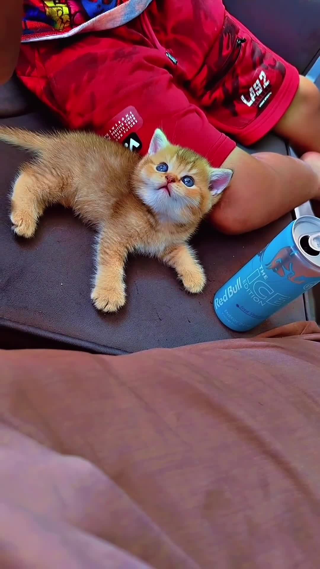 British Shorthair cats for sale: Rare blue golden and black  shaded boys  - Video 3