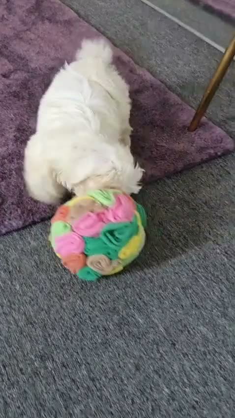Bichon Frise dogs for sale: Meet Rio  - Video 1