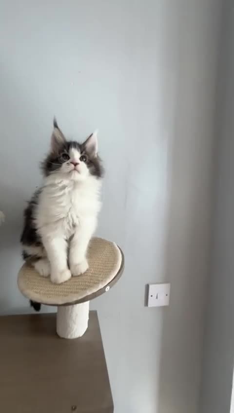 Maine Coon cats for sale: Maine coon kittens  - Video 2