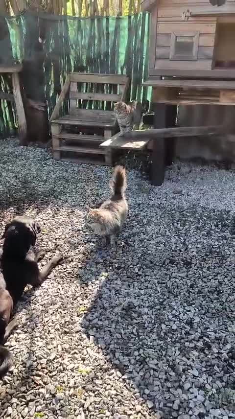 Mixed Breed dogs for adoption: ❤️🐶 KELLY – QUIETLY BY YOUR SIDE 🐶❤️ in Burton-on-Trent - Video 1