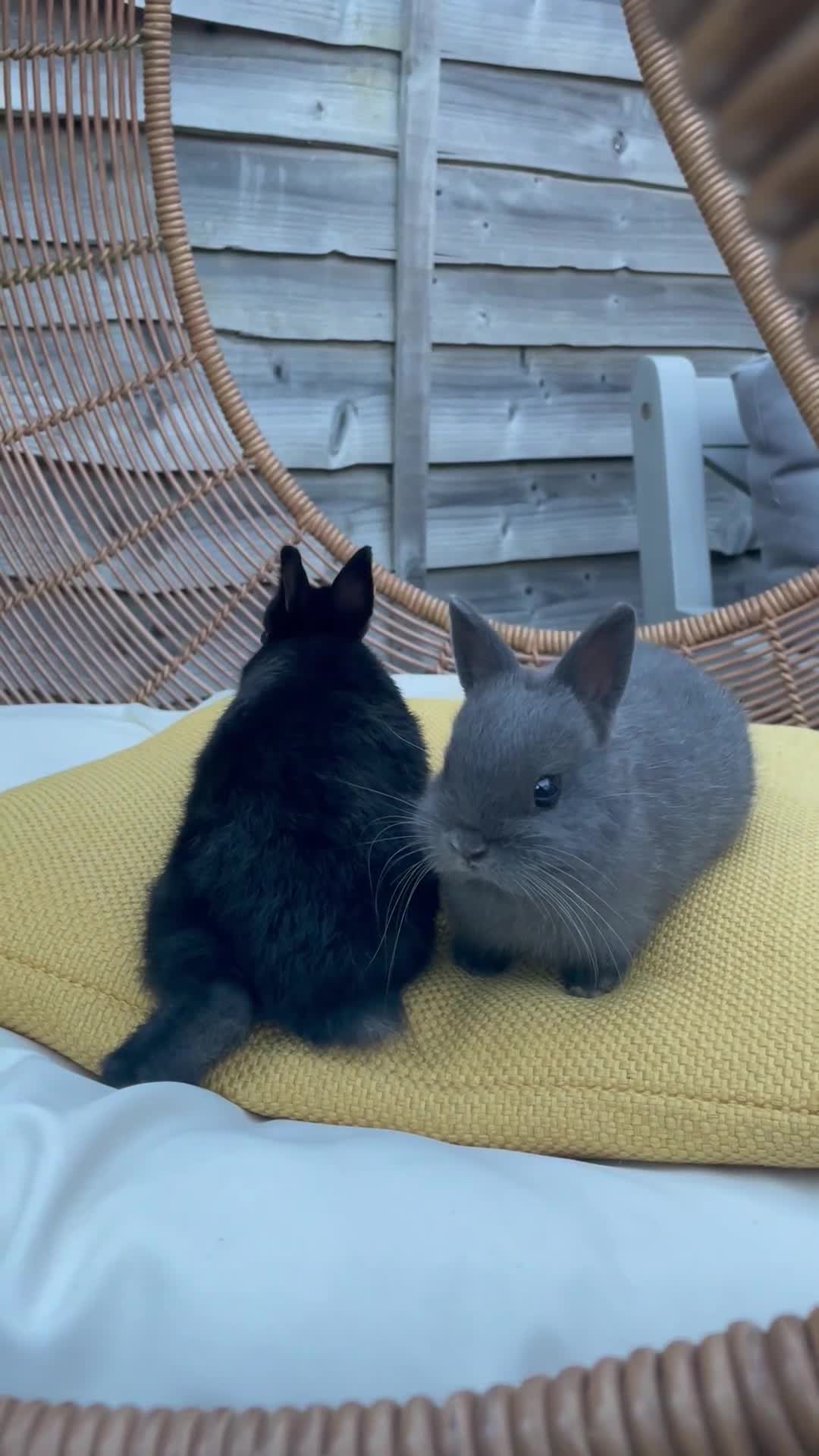 Netherland Dwarf rabbits for sale: Sweet Netherland Dwarf Kits - Video 1