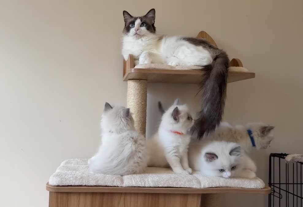 Ragdoll cats for sale: Fluffy Ragdoll Kittens🐾 in Peterborough - Video 2