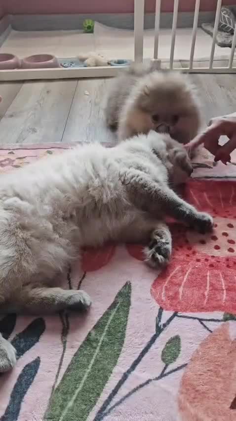 Ragdoll cats for sale: 🐾Beautiful Blue Ragdoll Looking for a Loving Home - Video 1