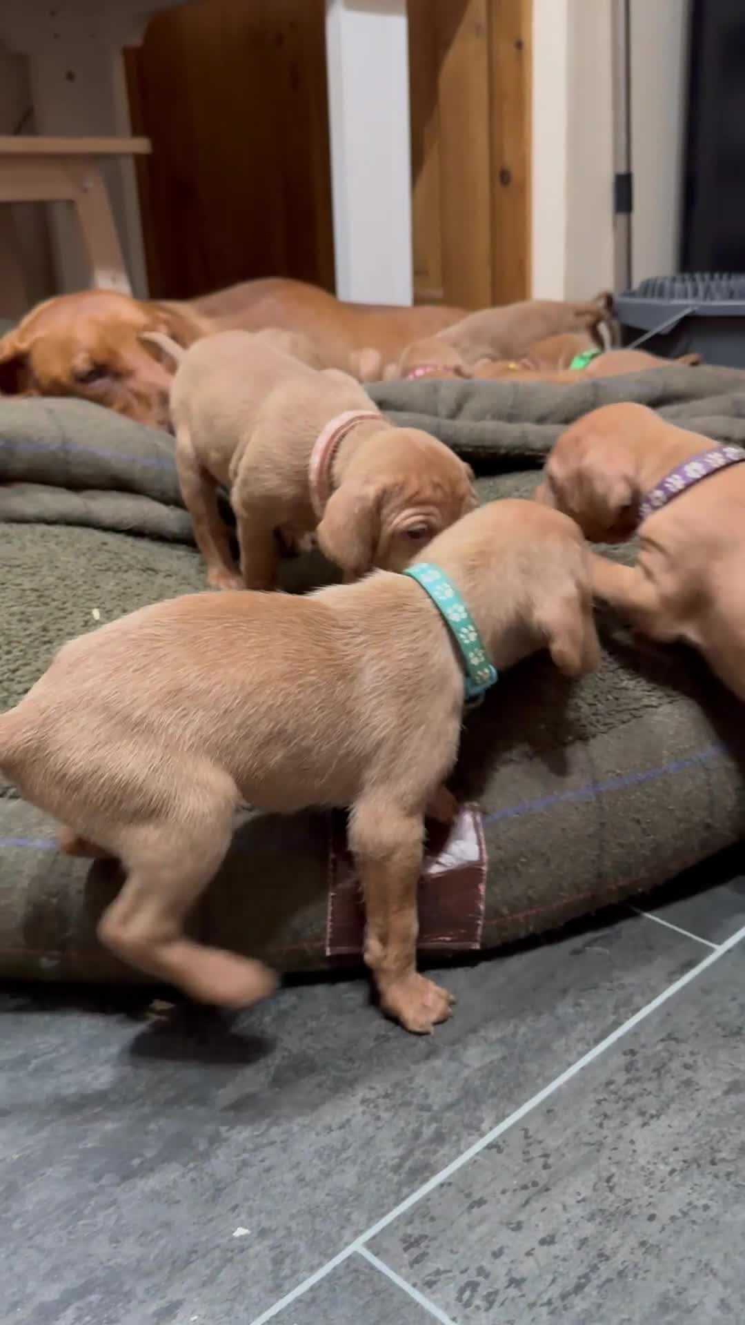 Hungarian Vizsla dogs for sale: 10 Hungarian Vizsla puppies - 6 boys & 4 girls - Video 1