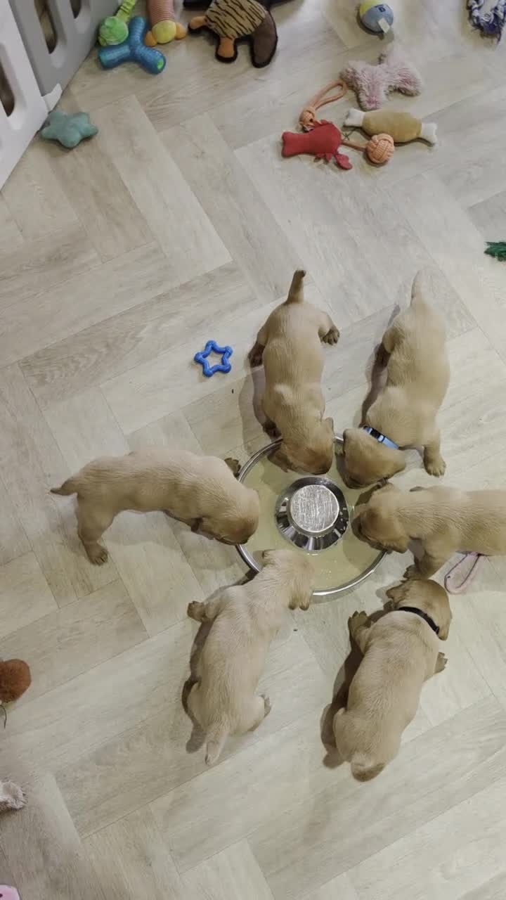 Labrador Retriever dogs for sale: 1 BEAUTIFUL FOX RED KC GIRL, HEALTH TESTED PARENTS - Video 4