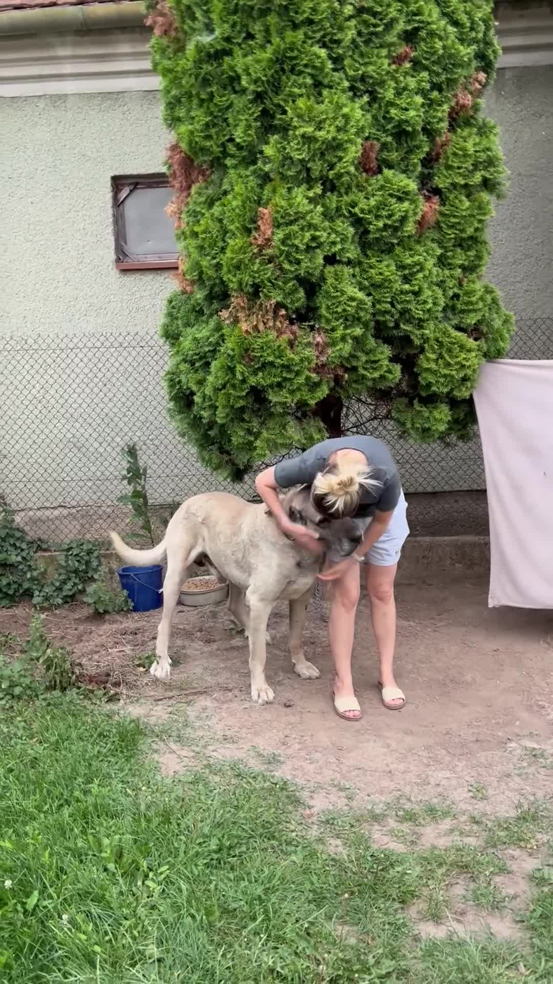 Anatolian Shepherd dogs for sale: Anatolian Shepherd(Malakli) - Video 5