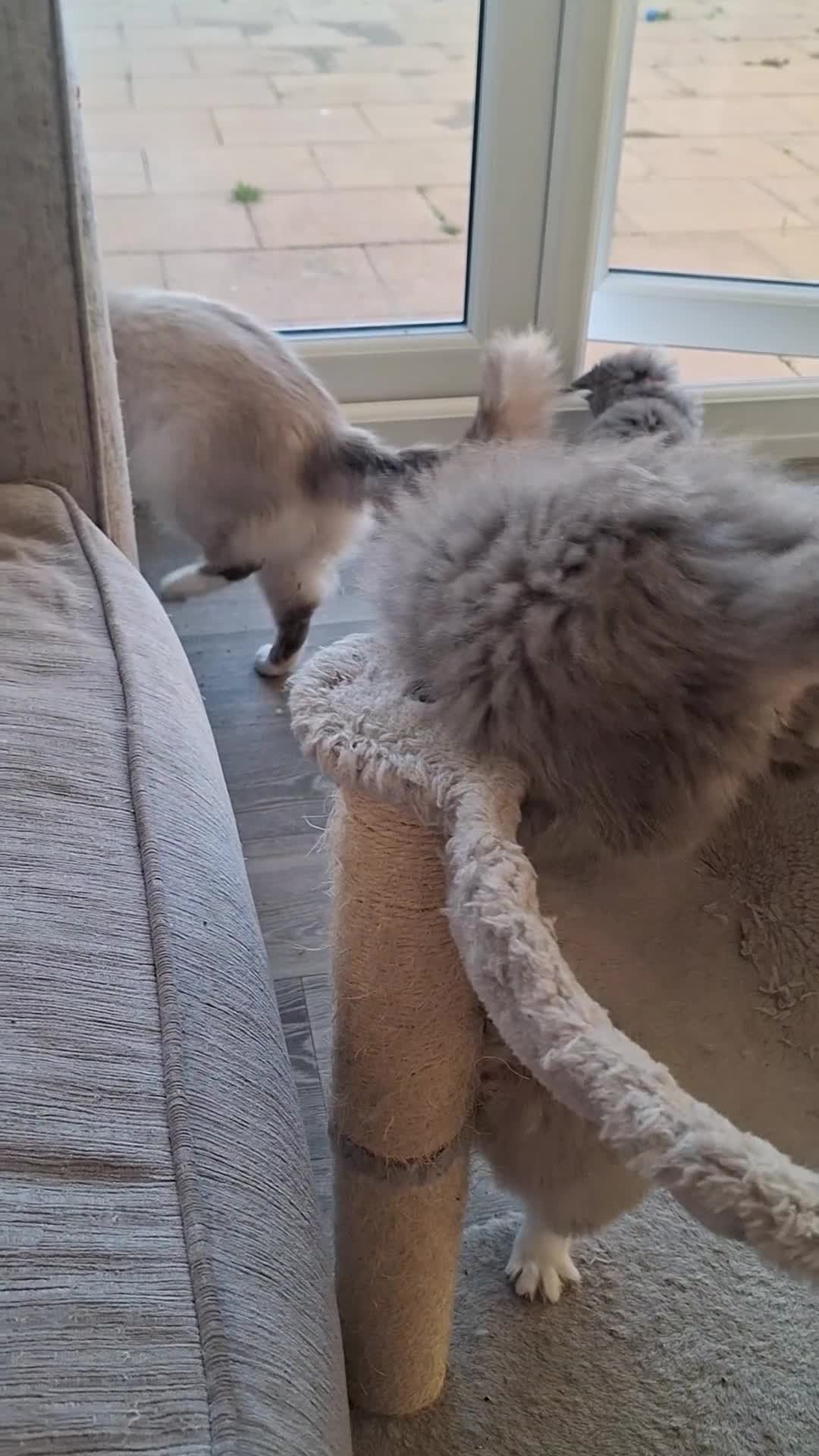 British Longhair cats for sale: 5 x beautiful BLH kittens for sale - Video 3