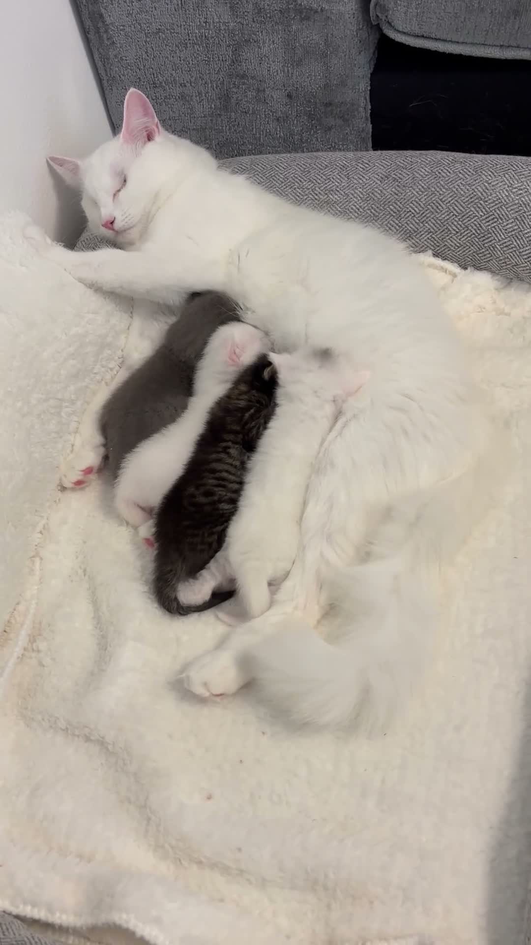 Mixed Breed cats for sale: Pure white male Turkish Angora/Domestic Short Hair - Video 4
