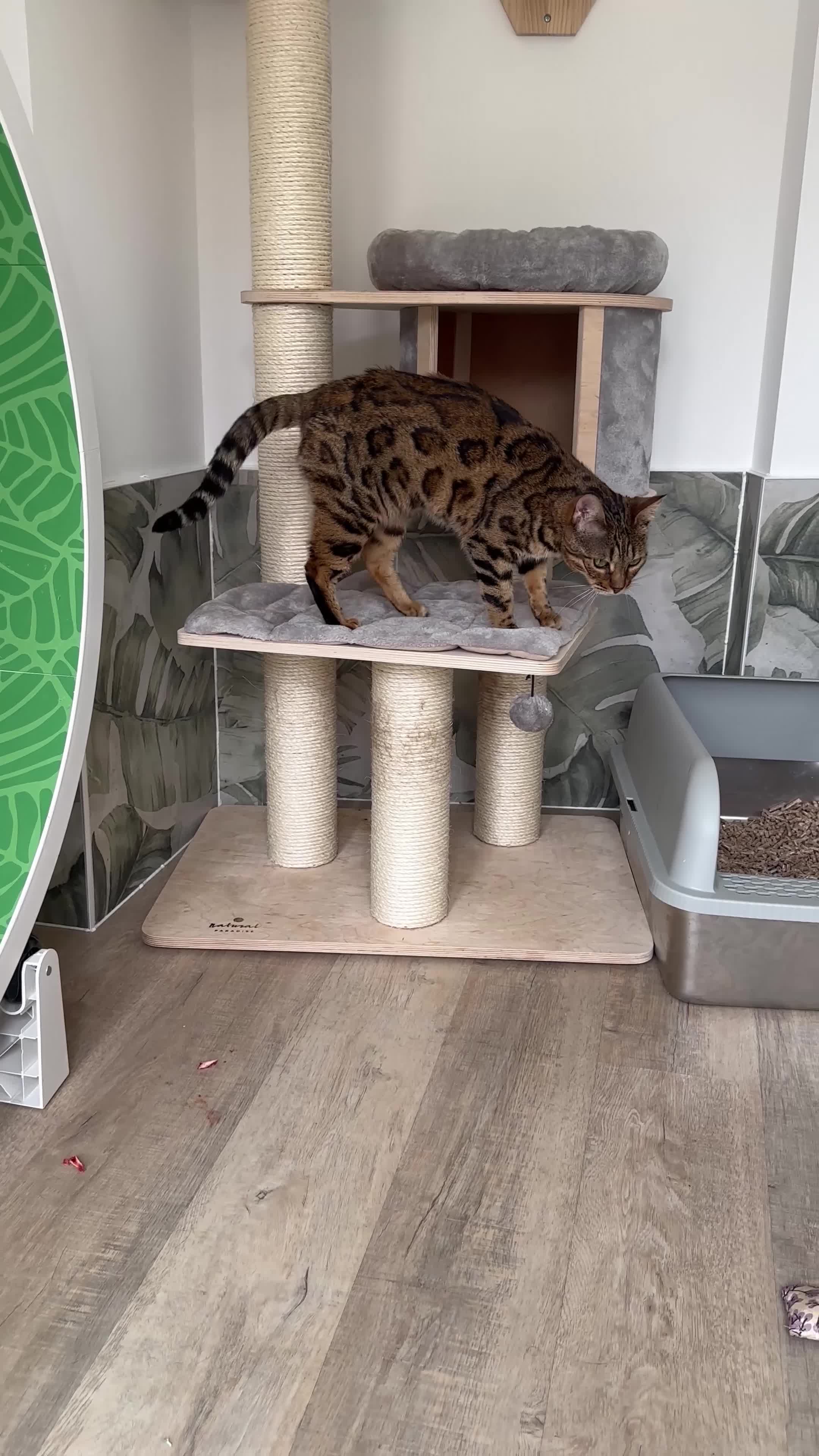 Bengal cats for sale: Retired breeding adults req. purrever pet homes 🐆 - Video 1