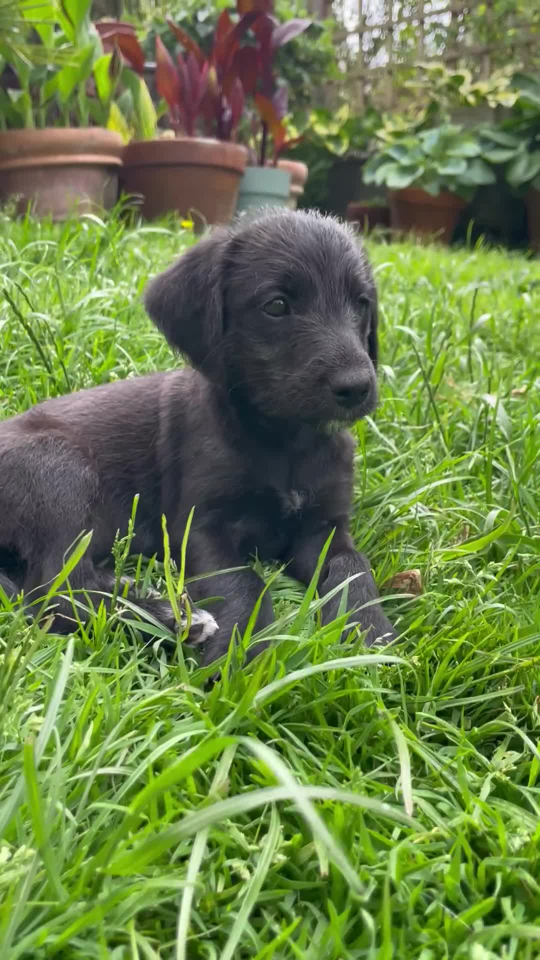 Mixed Breed dogs for sale: Bedlington/Whippet x Bedlington pups in Umberleigh - Video 3