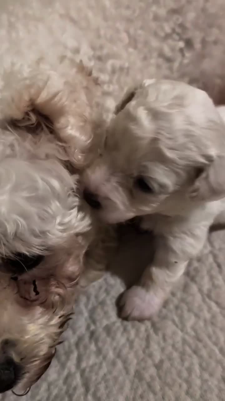 Bichon Frise dogs for sale: Cilla and Alfie have had puppies  - Video 1