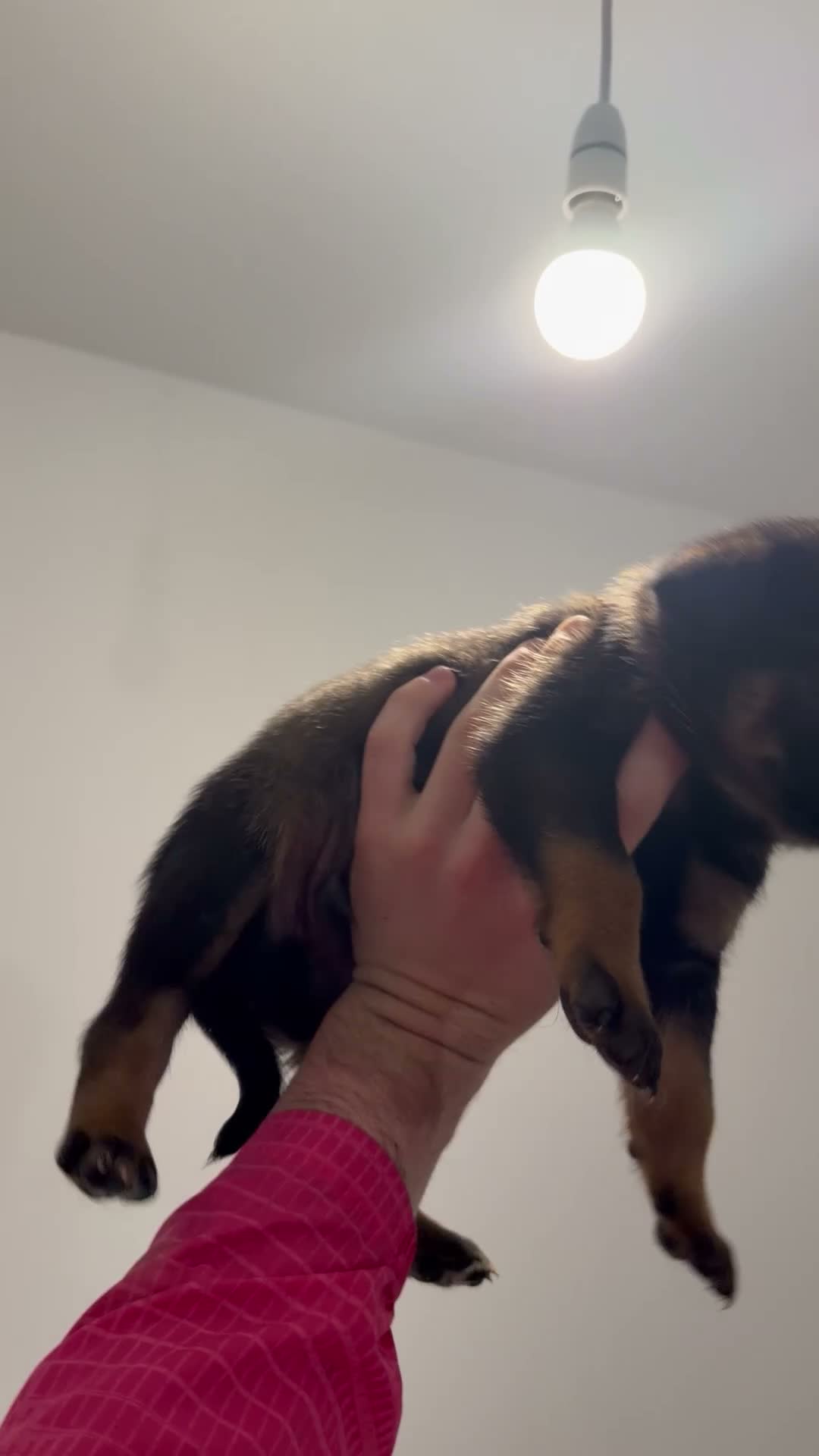 Belgian Shepherd Dog dogs for sale: Last 3 males left working line Mali pups reduced - Video 2
