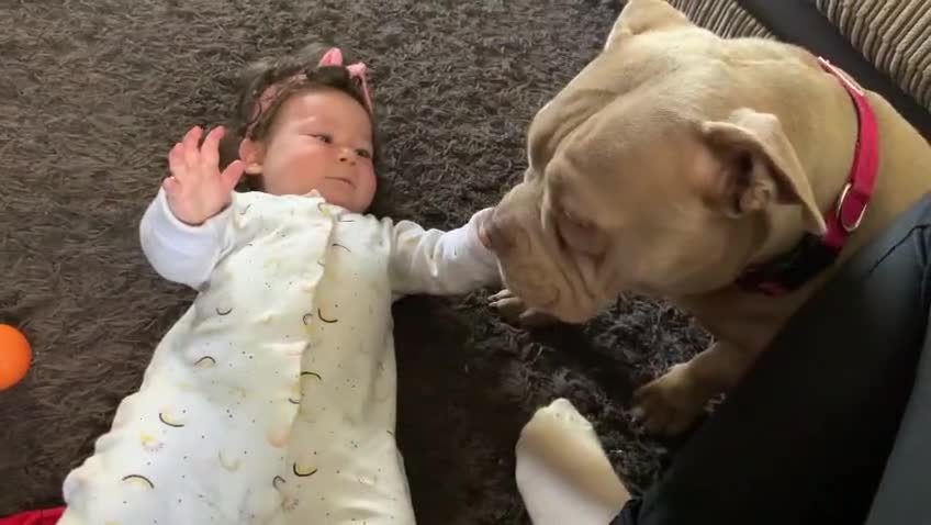 American Bully dogs for sale: 4 year old bully amazing dog  in Congleton - Video 1