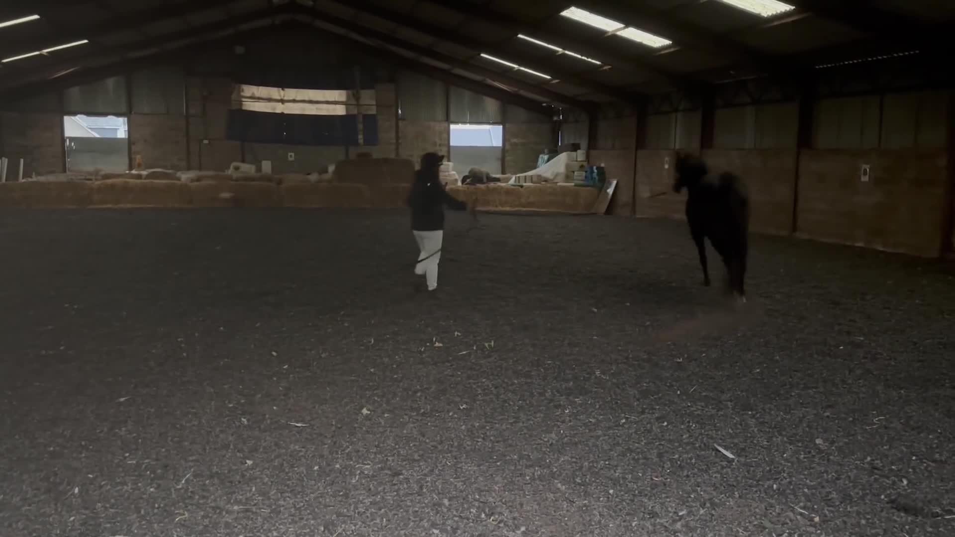 English Thoroughbred horses for sale: Lovely well put together 15.3 4yo Mare - Video 2