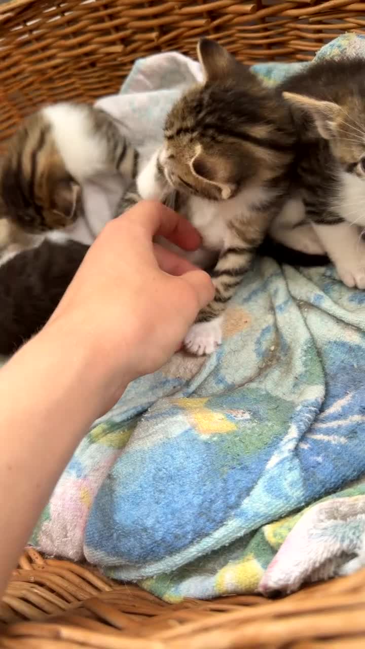 Bengal cats for sale:   😻  Adorable Bengal Mix Kittens 😸 - Video 2