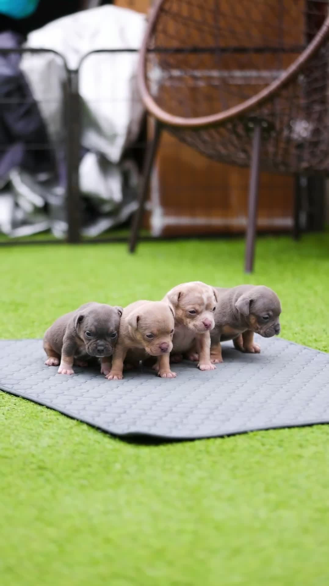 American Bully dogs for sale: Top Tier American Pocket Bullies for SALE!! - Video 1