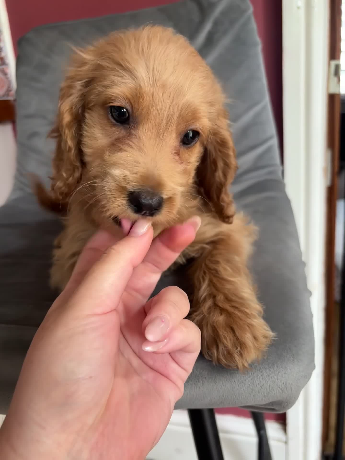 Cockapoo dogs for sale: Only 1 girl left left ☺️Gorgeous F1 cockapoos 🤍 - Video 1