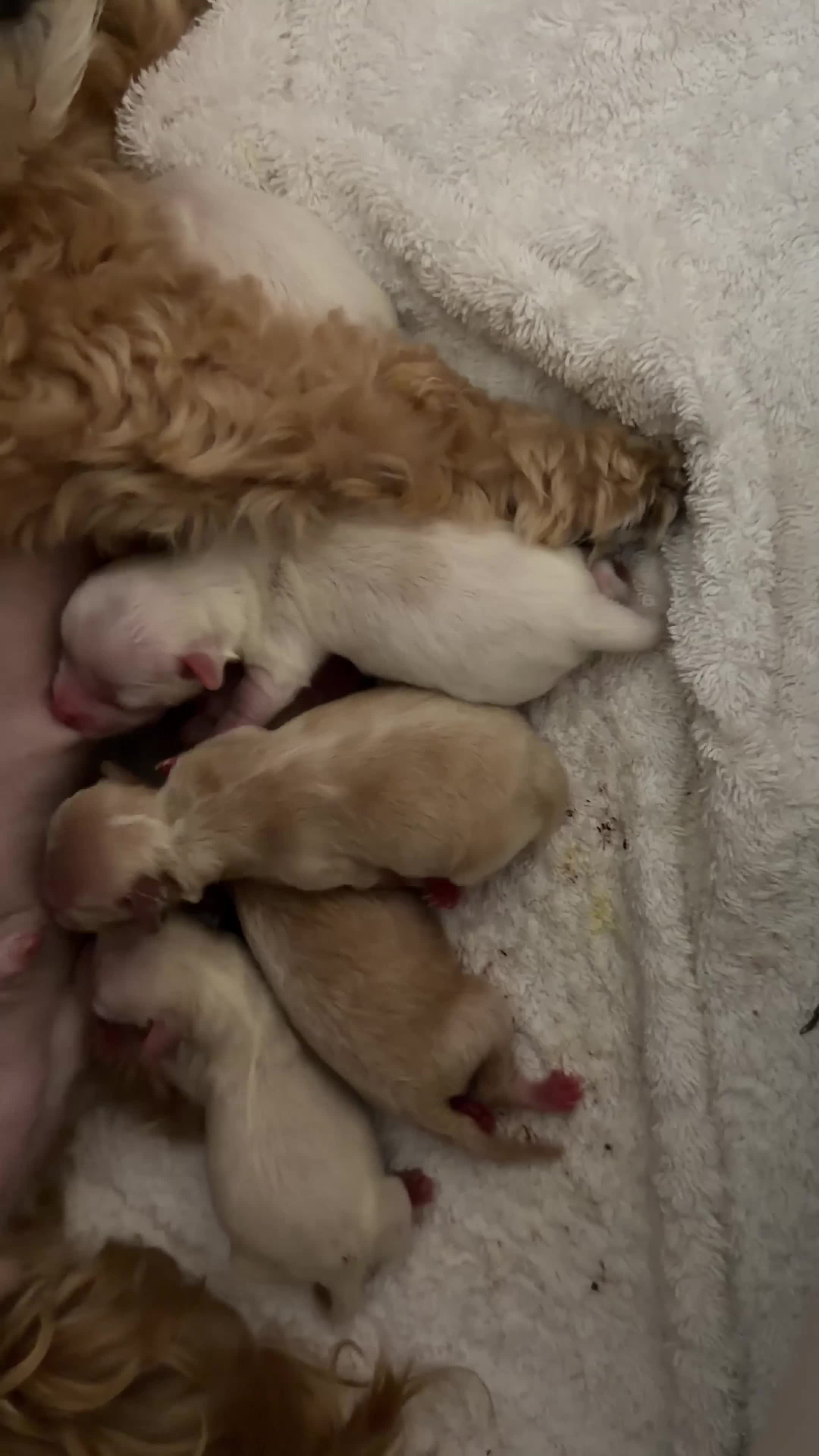 Maltipoo dogs for sale: Gorgeous maltipoo F2 - Video 1