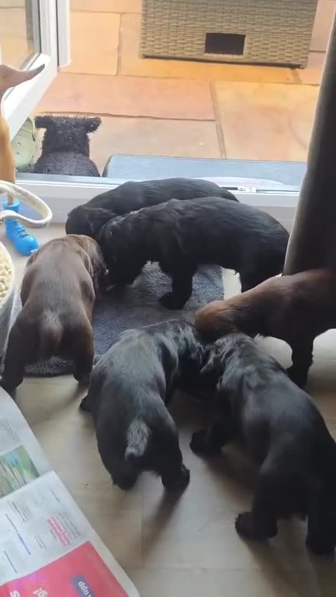 Cocker Spaniel dogs for sale: Working cocker puppies in Derby - Video 1