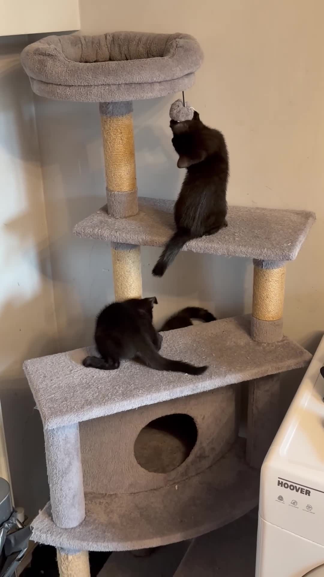 Domestic Shorthair cats for sale: 🐾 3 Beautiful Kittens for Their Forever Homes 🐾 - Video 1