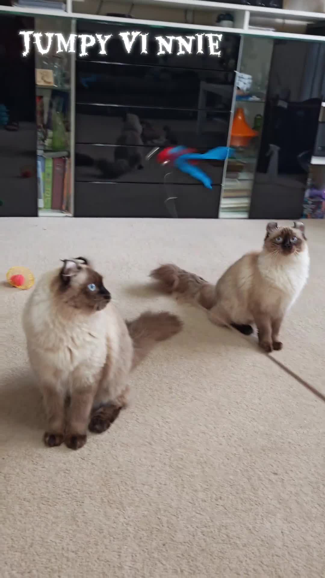 American Curl cats for sale: Two very rare and wonderful kittens for sale - Video 2