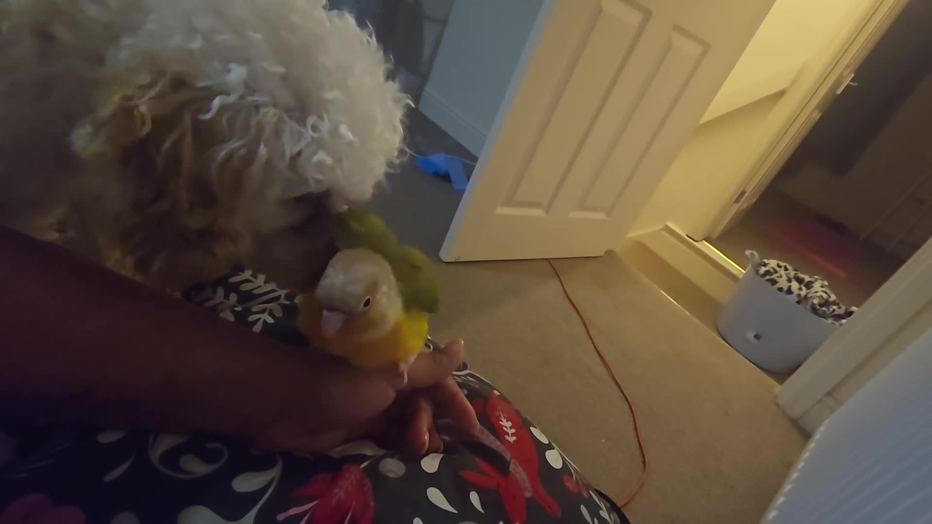 Conures birds for sale: Silly Hand-tamed Conure for sale - Video 1