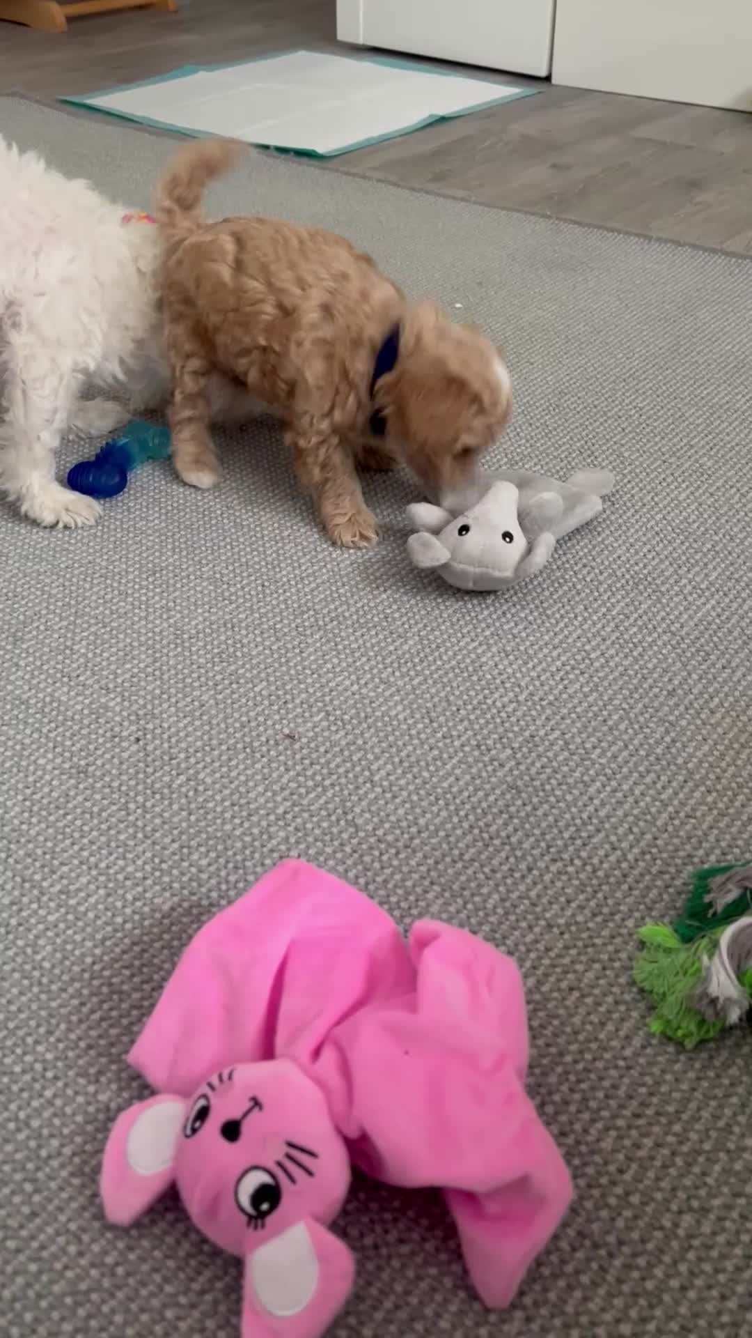 Maltipoo dogs for sale: Beautiful Tiny Maltipoo 3 girls 1 boy  - Video 1