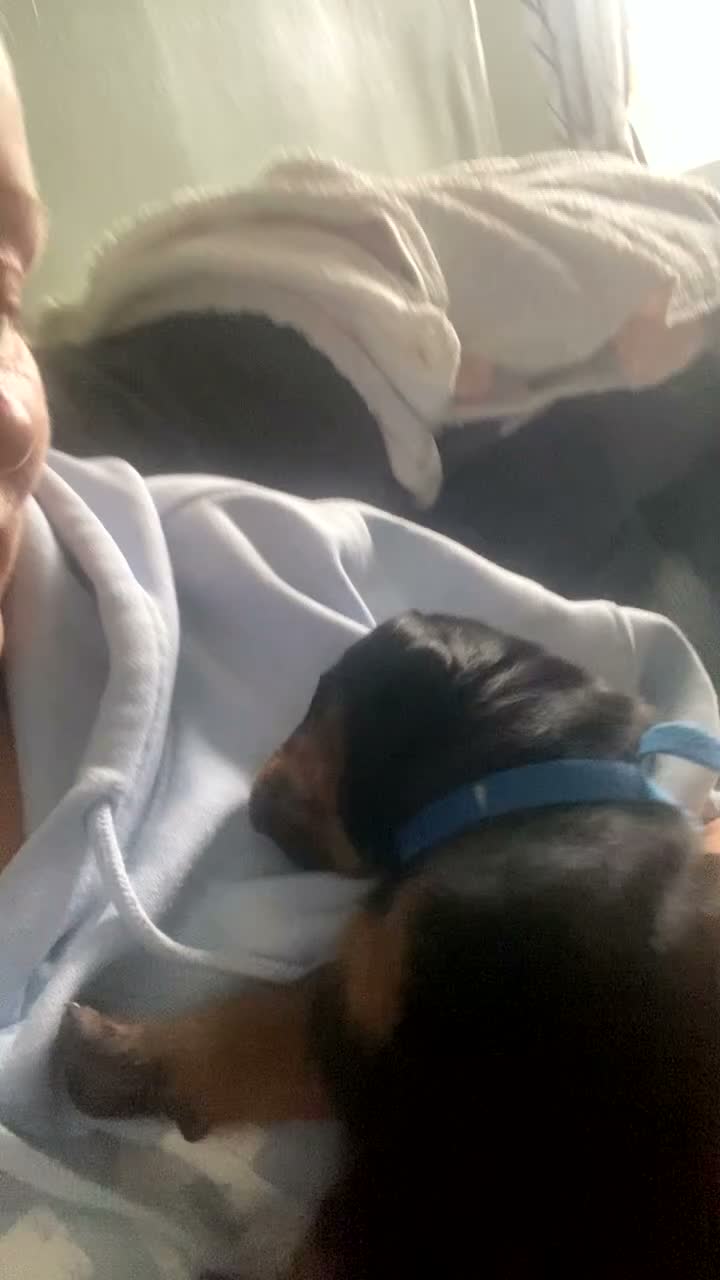 Dobermann dogs for sale: Doberman puppies - Video 1