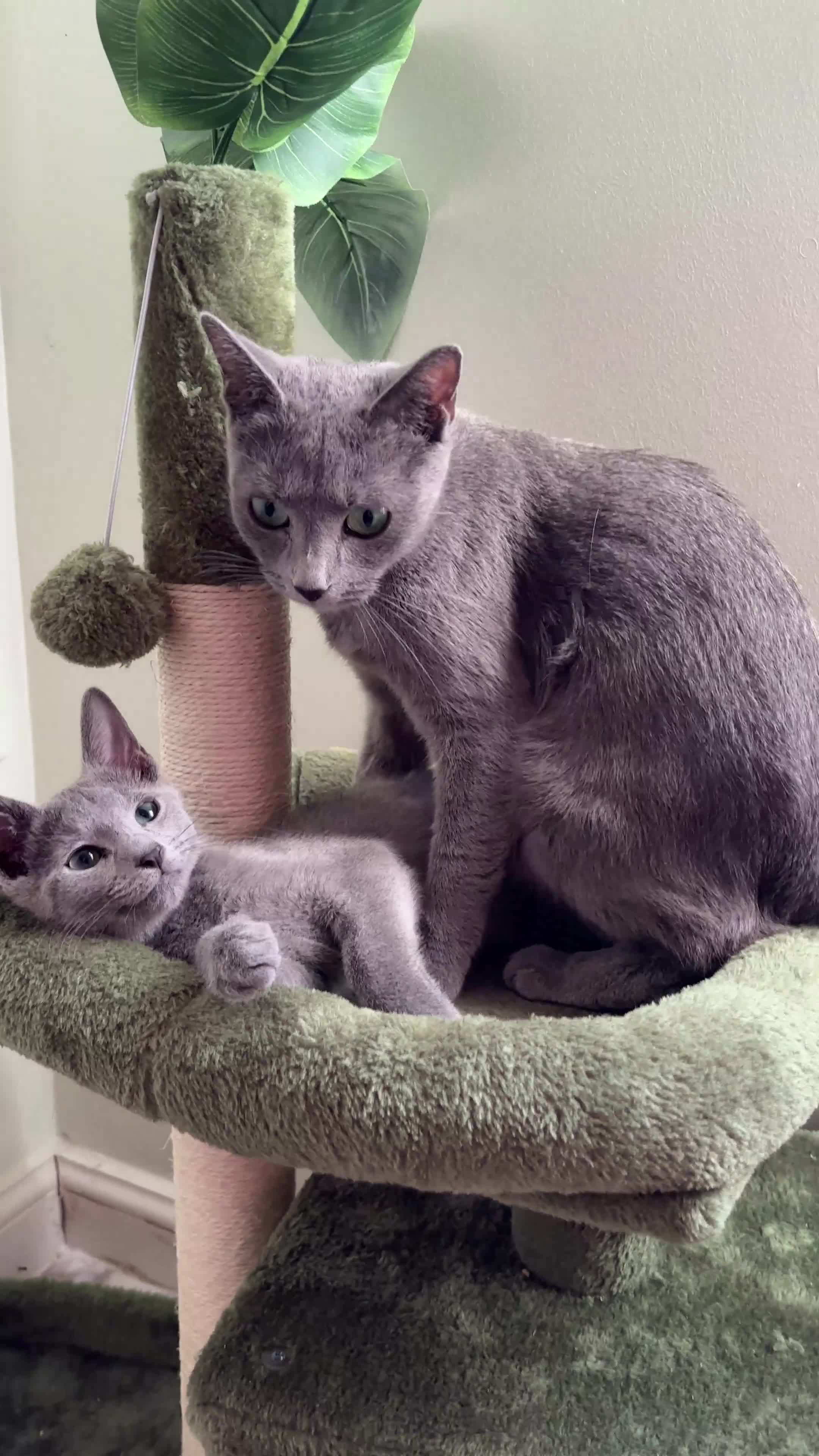 Russian Blue cats for sale: PURE PEDIGREE RUSSIAN BLUE KITTEN LAST BOY - Video 2