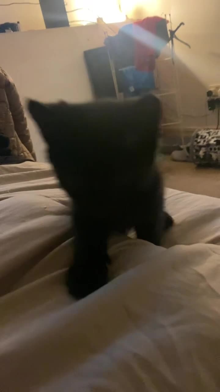 Mixed Breed cats for sale: Little boy kitten  - Video 1