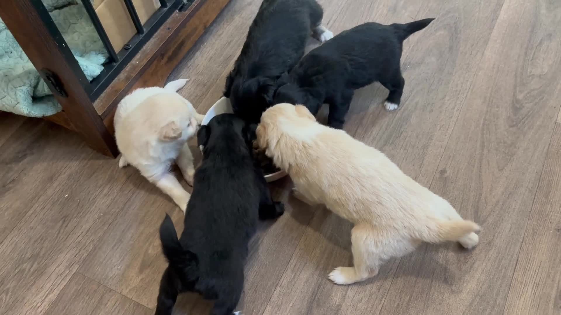 Pomapoo dogs for sale: F2 Pomapoo pups for sale  in Ashbourne - Video 1
