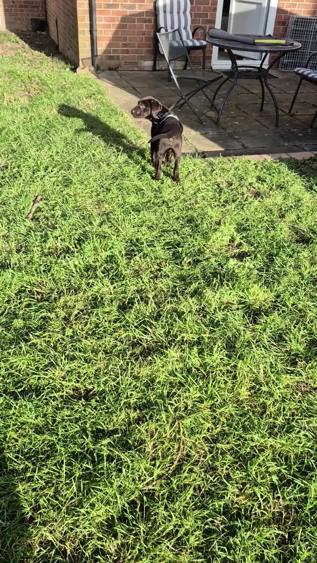 Labrador Retriever dogs for sale: Choc Lab Ready For a Forever Home in London - Video 1