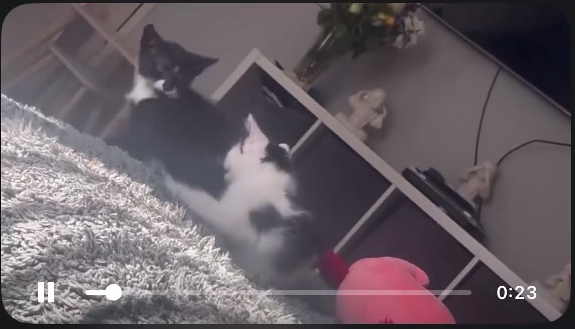 British Shorthair cats for sale: Black kitten with white patches - Video 1
