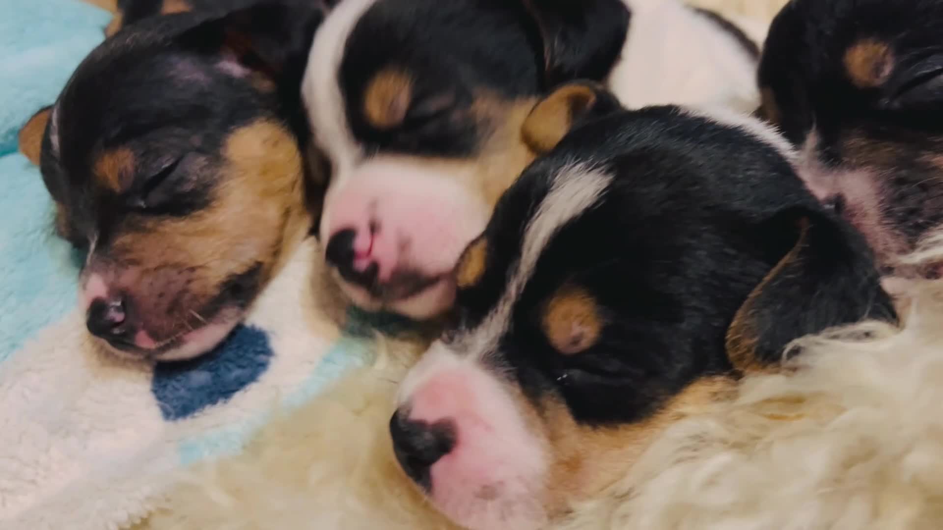 Jack Russell dogs for sale: Jack Russell puppies for sale - Video 1