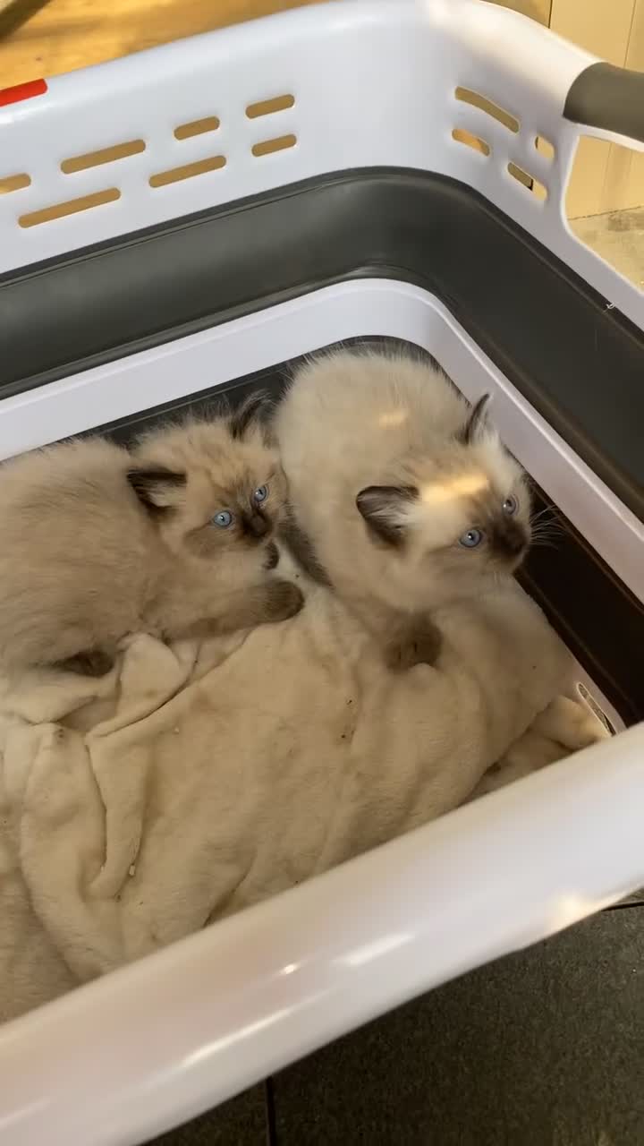 Ragdoll cats for sale: Beautiful Lilac Ragdoll Kittens 🐾🐾 - Video 1