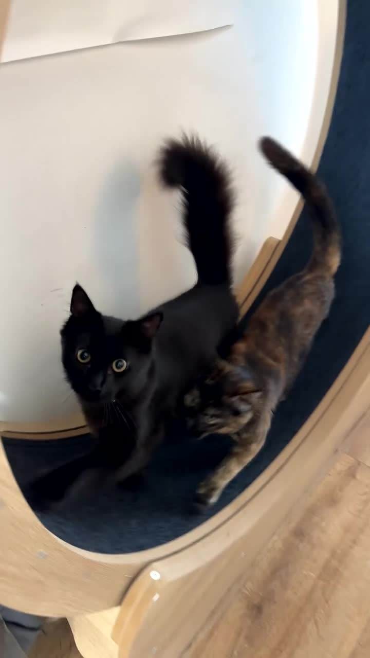 Mixed Breed cats for sale: 7 month old brother & sister looking for new home - Video 3