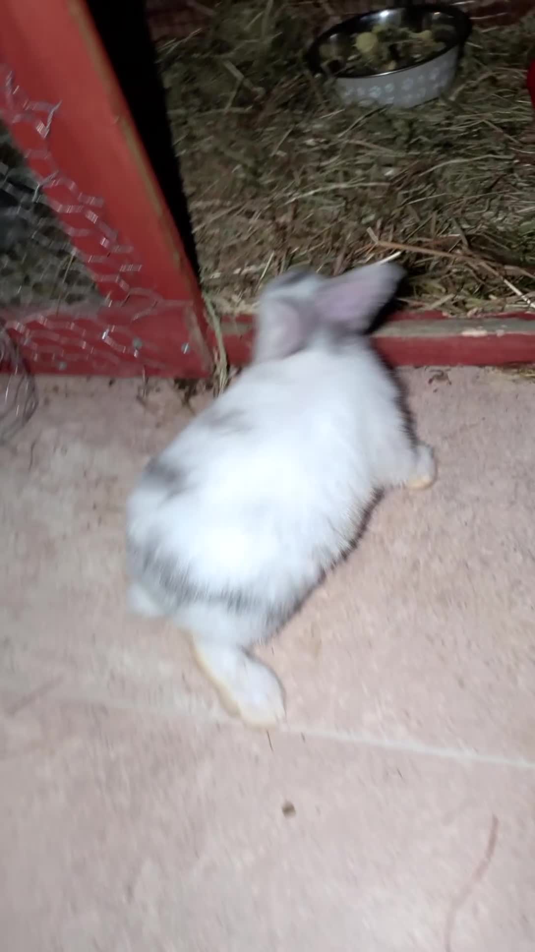 Mini Lop rabbits for sale: Mini loop bunnies  - Video 1