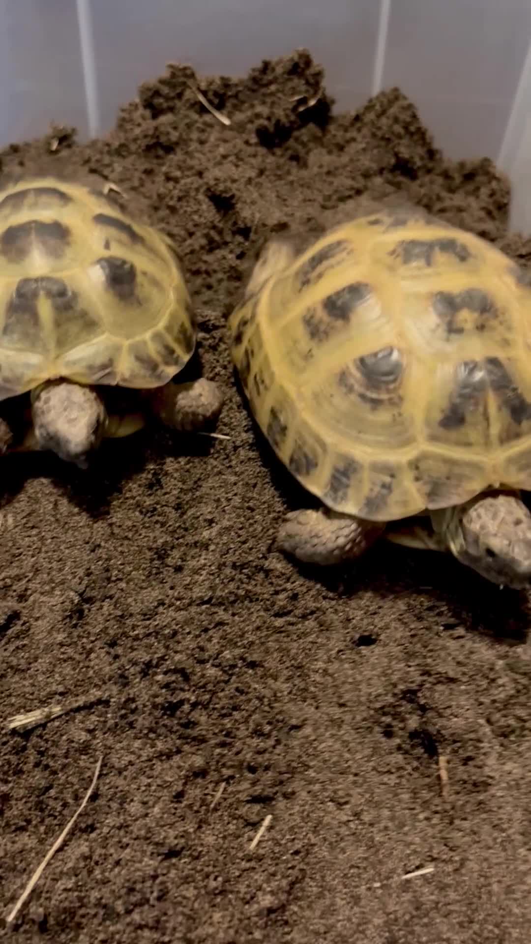 Tortoise reptiles for sale: Breeding Pair of Horsefield Tortoises + Enclosure+ - Video 1