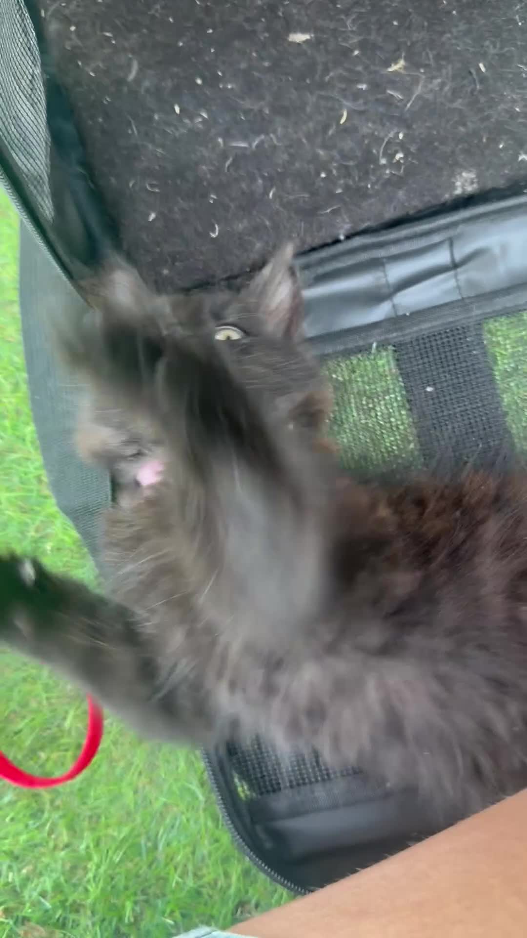Mixed Breed cats for sale: One boy and one girl left - Longhaired, Kittens - Video 1