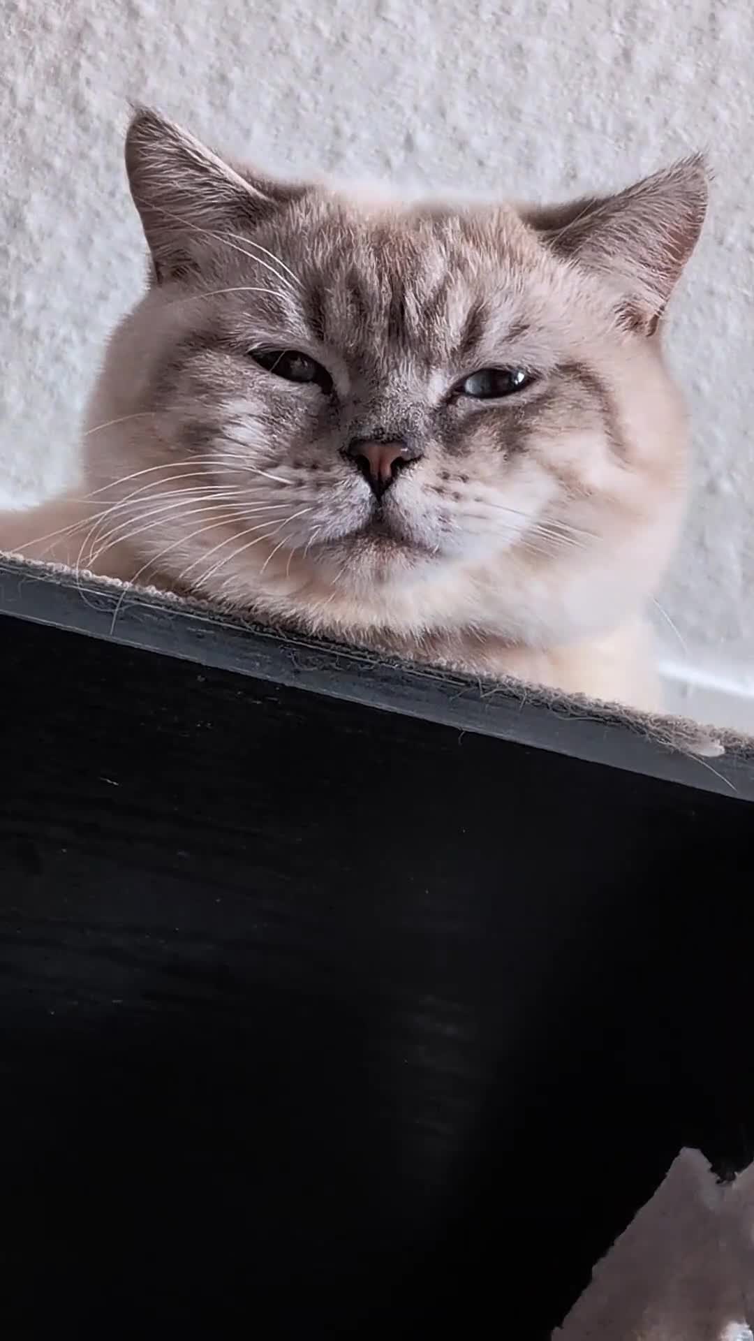 British Shorthair cats for stud: 💦PROVEN Stud‼️GCCF & TICA reg‼️🐾COLORPOINT🐾BSH  in London - Video 1