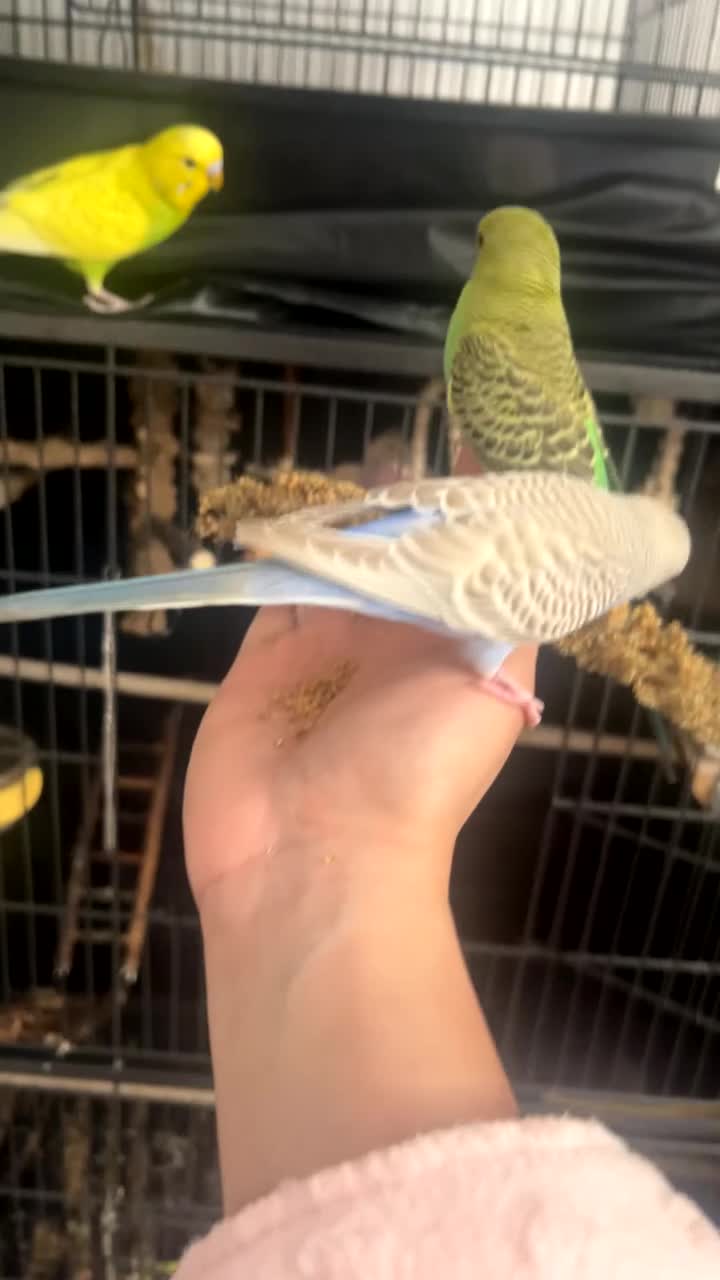 Budgerigars birds for sale: Mixed budgies for sale - Video 2