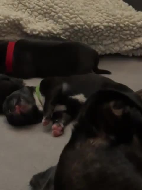 Staffordshire Bull Terrier dogs for sale: Pedigree Staffordshire Bull Terrier Puppies - Video 1