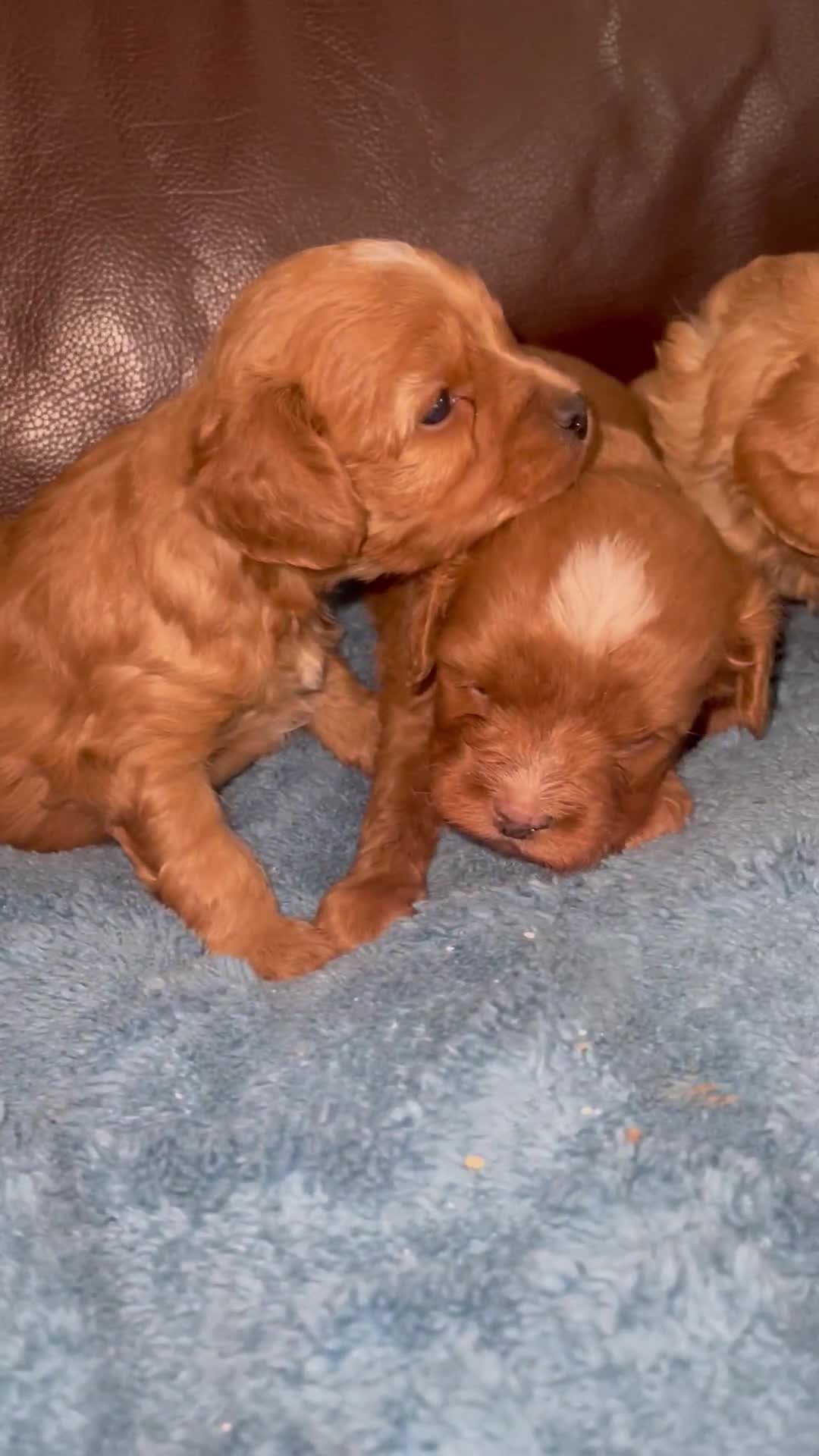 Cavapoo dogs for sale: Cavapoos puppies boys  - Video 1