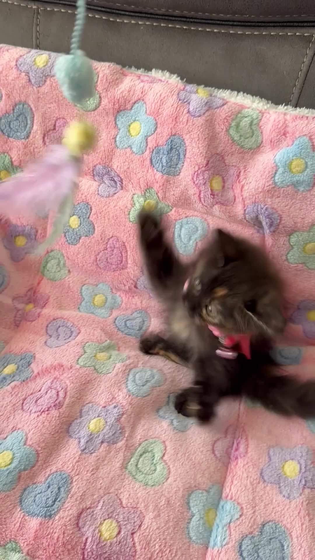Siberian cats for sale: Full stunning siberian kittens for sale - Video 4