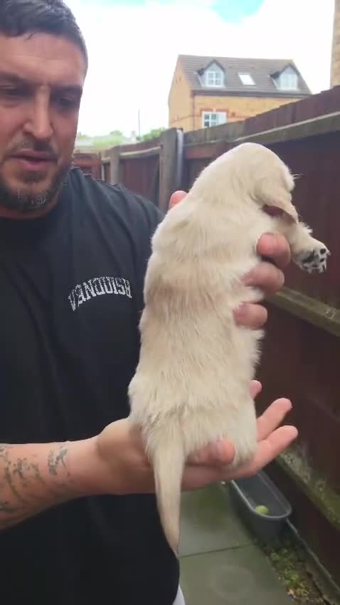 Miniature Dachshund dogs for sale: Beautiful Fluffy Dachshund Puppies – KC Registered - Video 4