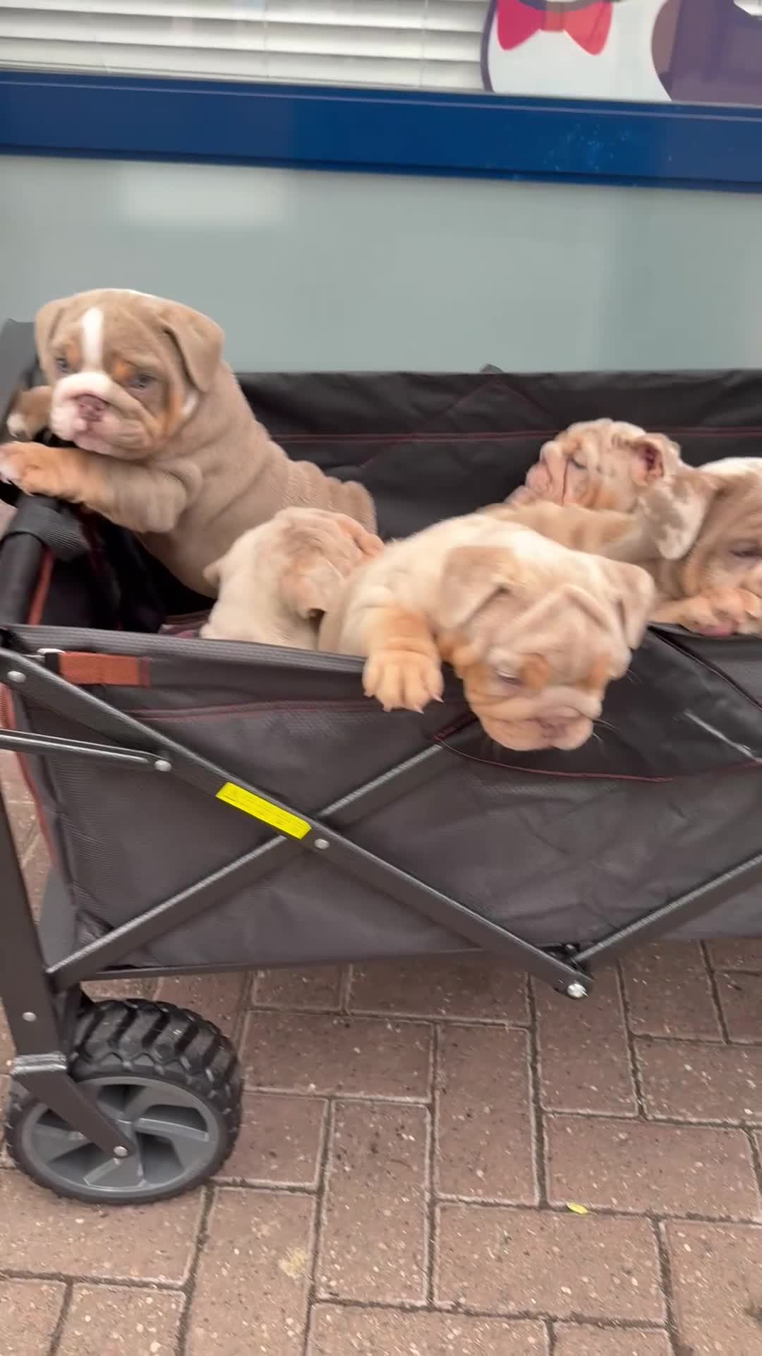 English Bulldog dogs for sale: Mr Muscles litter English Bulldogs - Video 2
