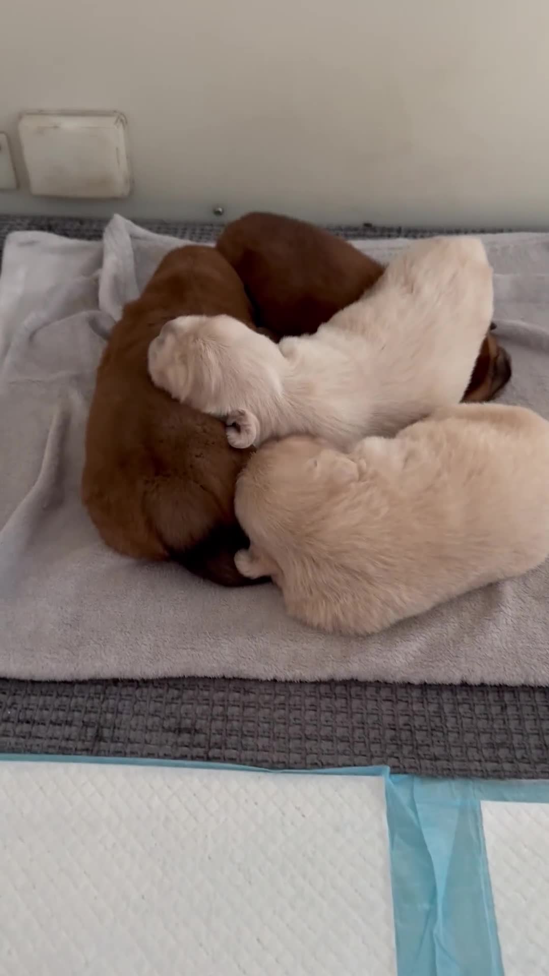 Tibetan Mastiff dogs for sale: Chinese Tibetan mastiff pups  - Video 4
