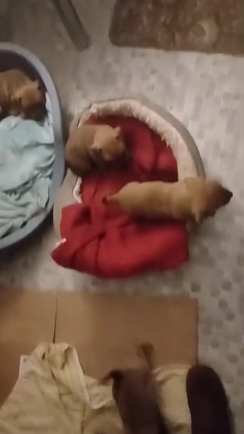 Mixed Breed dogs for sale: Terrier cross with jackrussle - Video 2