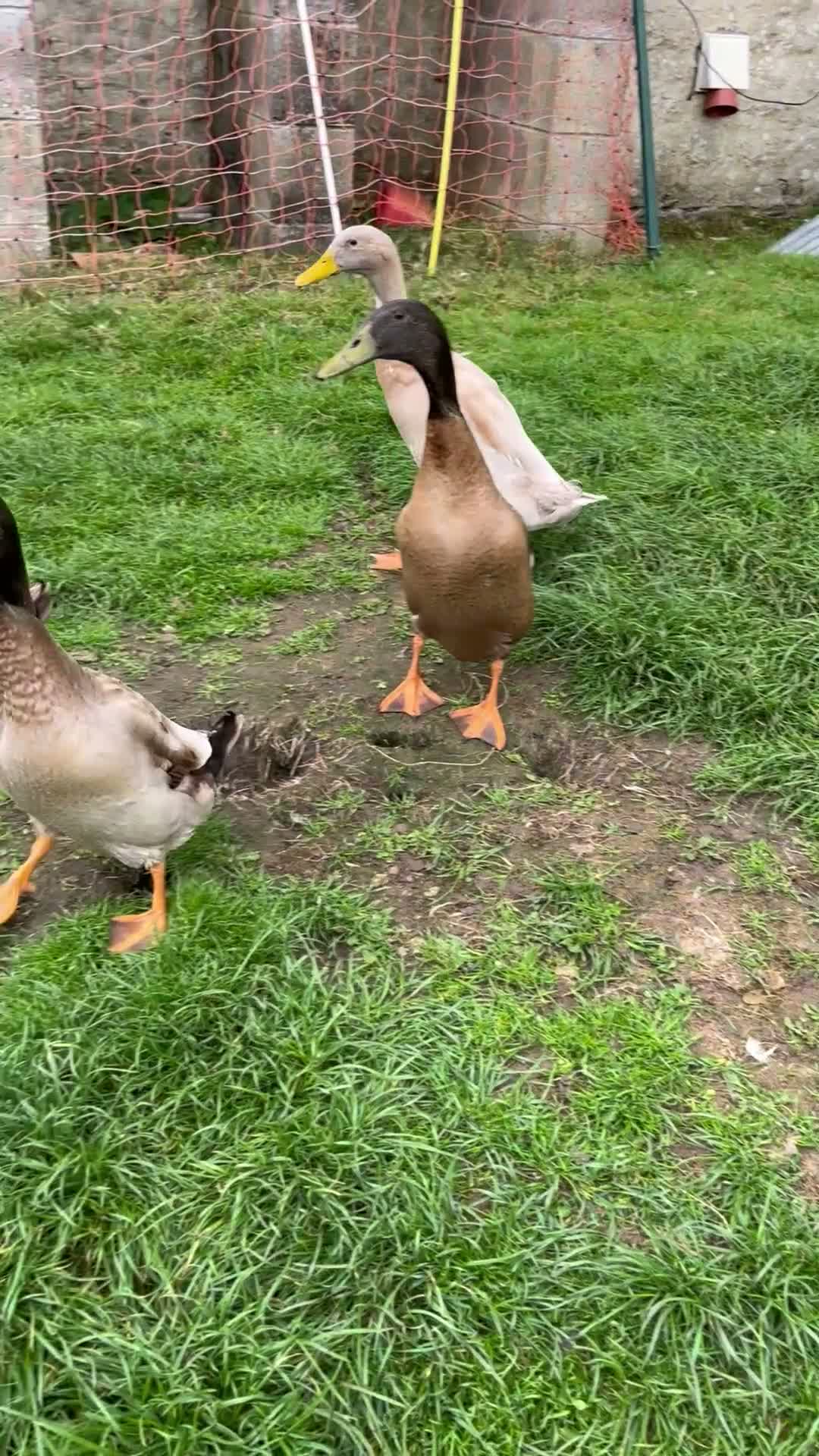 Ducks poultry for sale: Indian Runner Ducks - Video 1