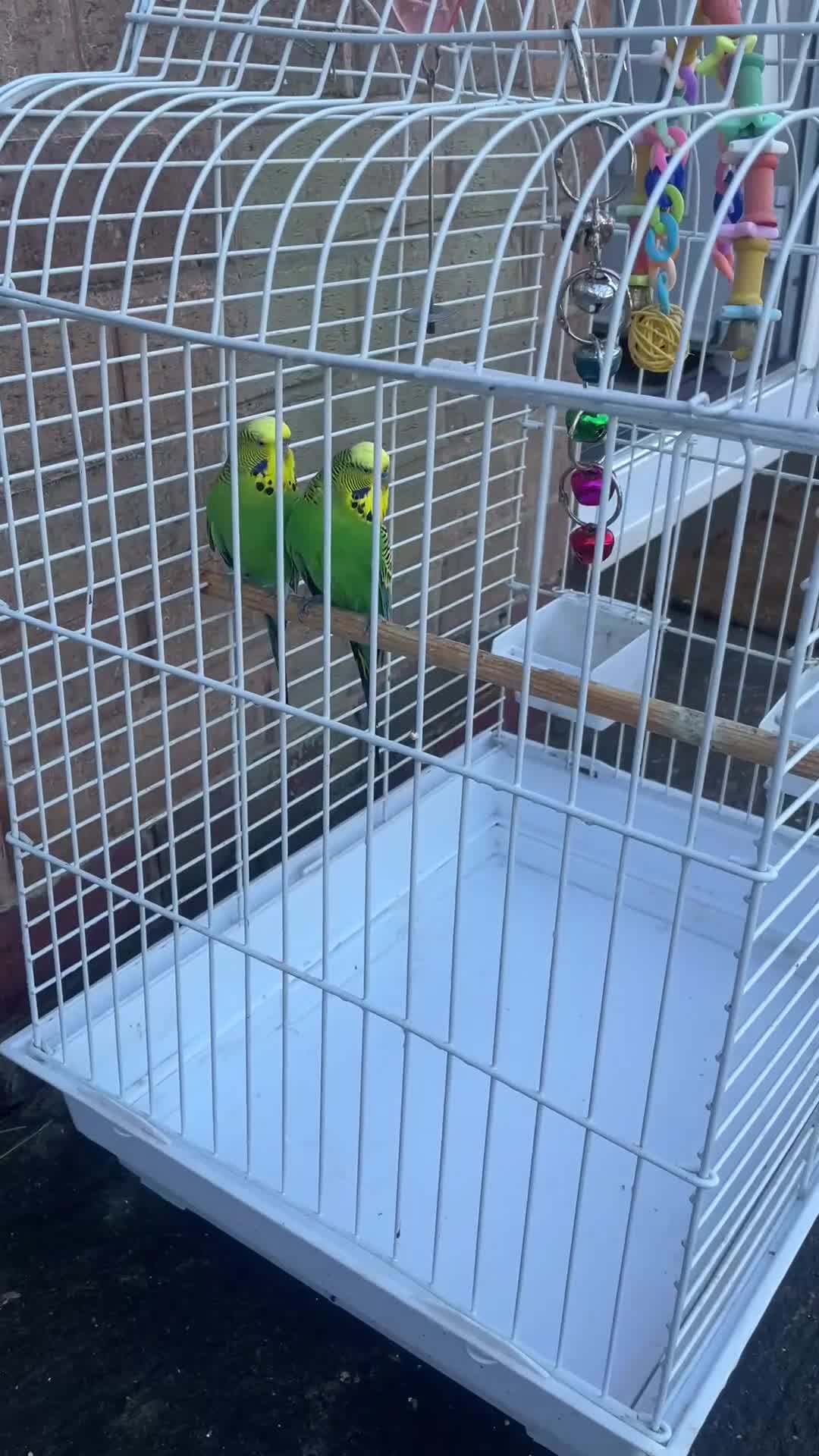 Budgerigars birds for sale: Selling Buggies  parrots with cage & Acessories. - Video 1